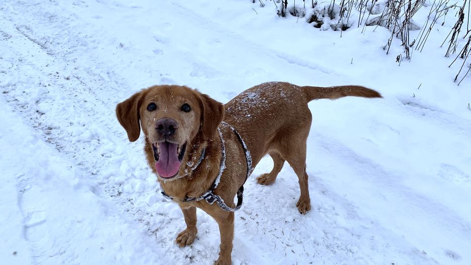 Wrocław. Mrozy nie odpuszczają. Pamiętajmy o zwierzętach