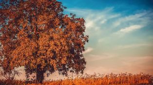 Słońce wraca do Polski. Zanim przyjdą przymrozki, czeka nas cieplutki tydzień