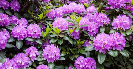 Najważniejszy zabieg w czerwcu. Rododendron szybko się odwdzięczy