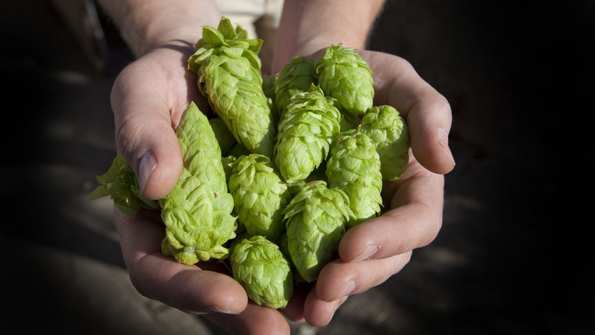 Fresh Hops Ready for BeerFresh Hops Ready to be used in a batch of Home Brew... India Pale Ale.LICreate"Brewery, Alcohol, Beer, Cone, Crop, Flower, Food And Drink, Food Backgrounds, Freshness, Green, Harvesting, Herb, Hop, Human Hand, Ripe, Spice, Tree Resin", homebrew