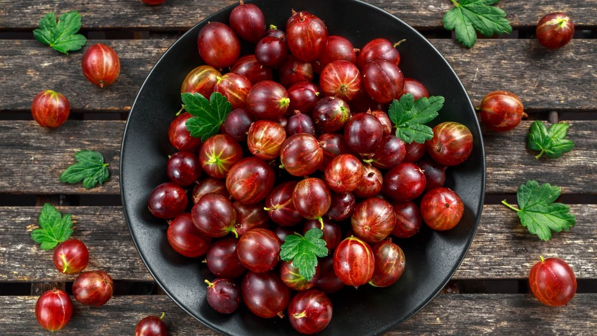 Jaki właściwości ma agrest?