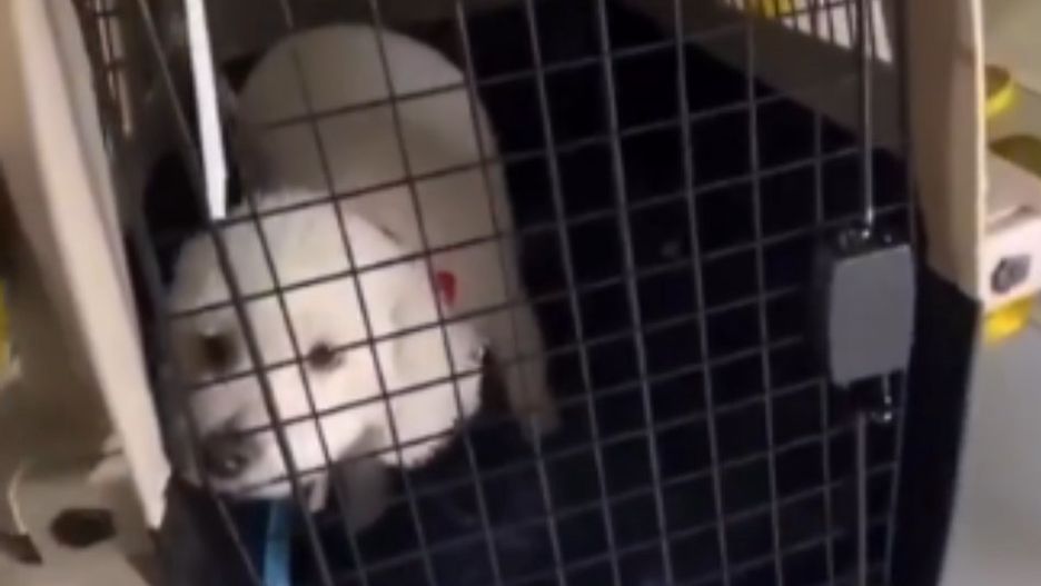 Psy podróżujące samolotami są często przestraszone i zagubione