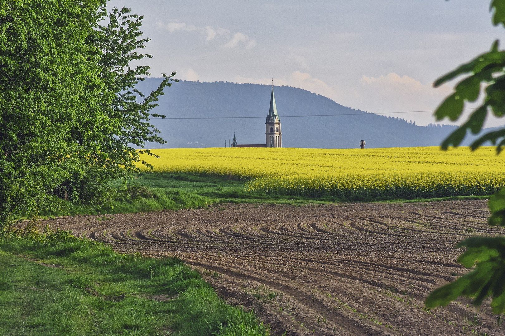 Zapomniana na dziesięciolecia uprawa wraca na polskie pola