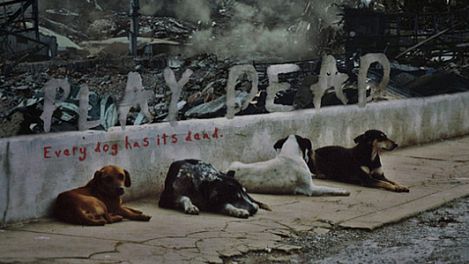 Zdechł pies [zwiastun] 1