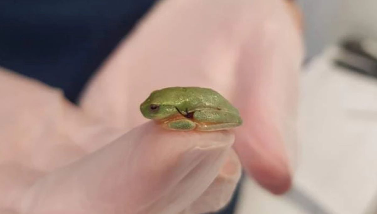 Najmniejsza pacjentka w historii. Weterynarz uratowała życie maleńkiej żabce