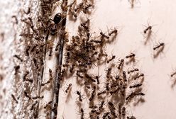 Mrówki uciekną co do jednej. Wystarczy szczypta