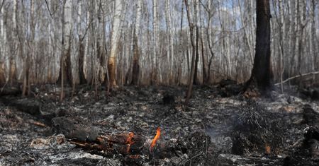 Pożar Biebrzańskiego Parku Narodowego. Nagroda za wskazanie podpalacza