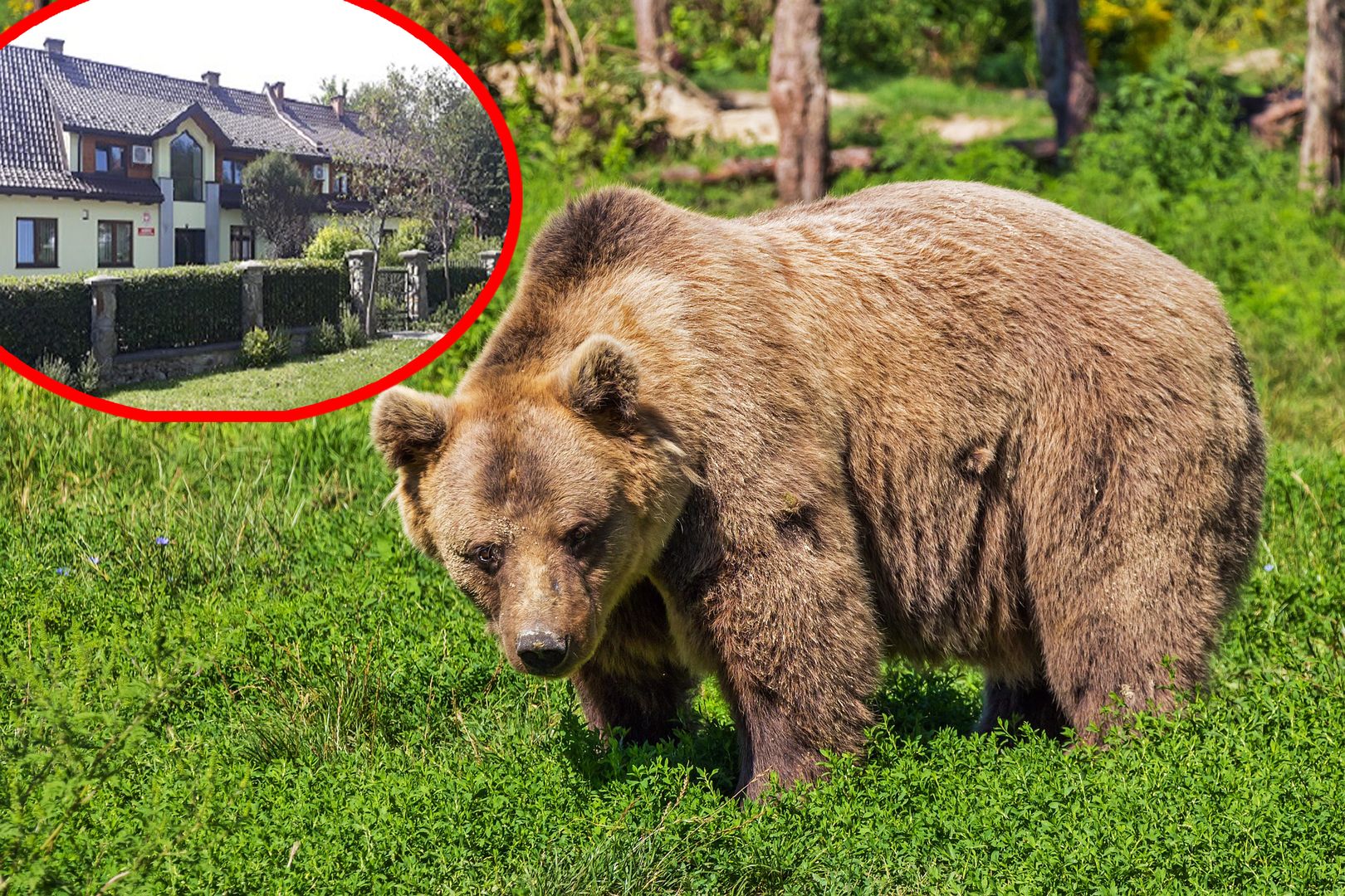 Leśnicy aktywistom zaatakowanym przez niedźwiedzia. "To nadinterpretacja"