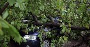 Gałąź uszkodziła samochód na głównej ulicy Bydgoszczy. "Kierowcy nic się nie należy"