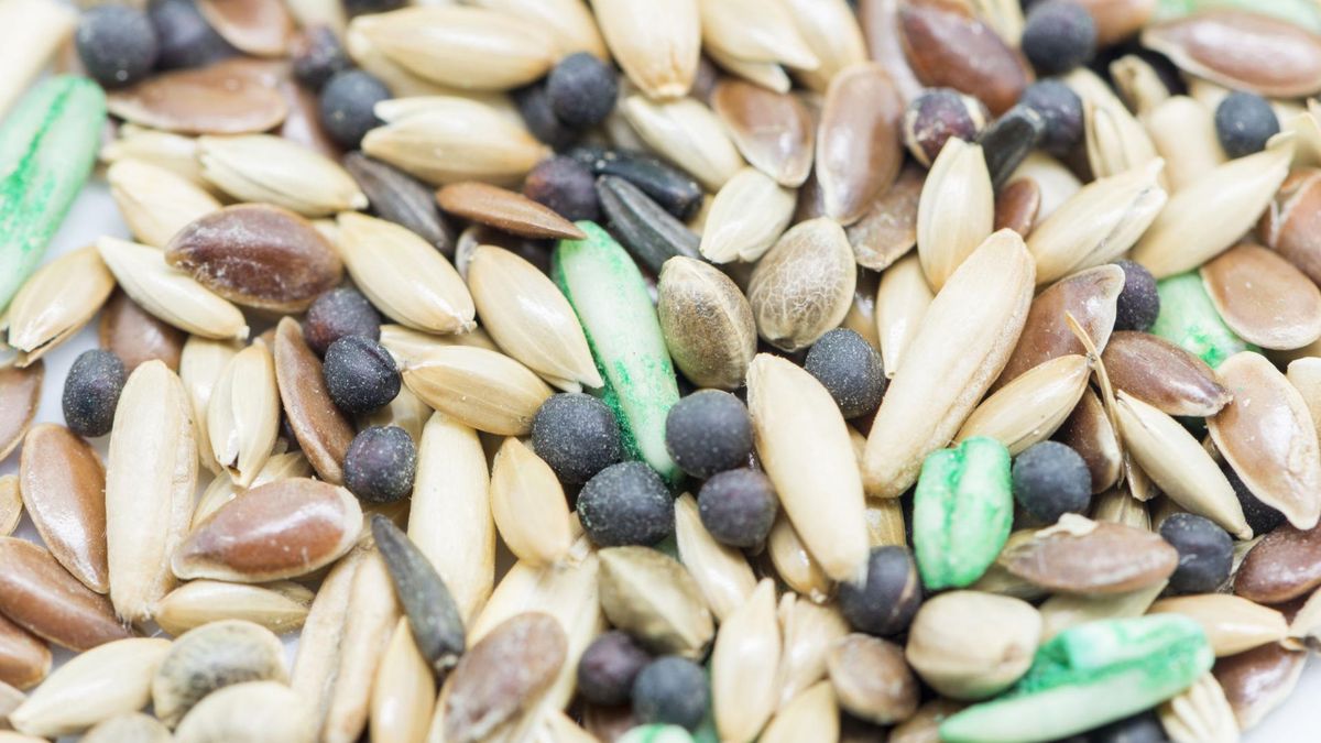 Ziarna mozgi kanaryjskiej