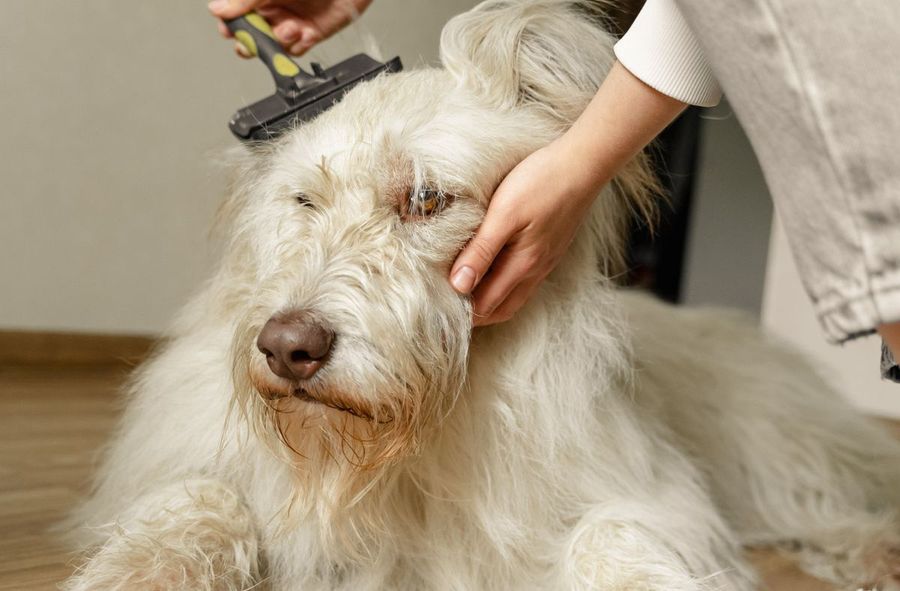 Don’t waste hair groomed from your pet. Put it to good use