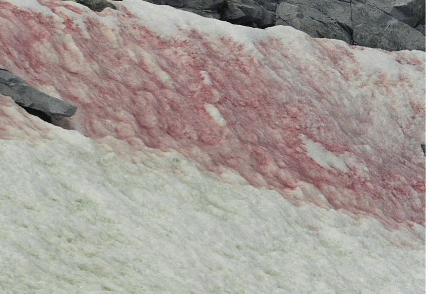 "Arbuzowy śnieg" - "watermelon snow" to zjawisko, które pojawiło się w górach w stanie Utah w USA