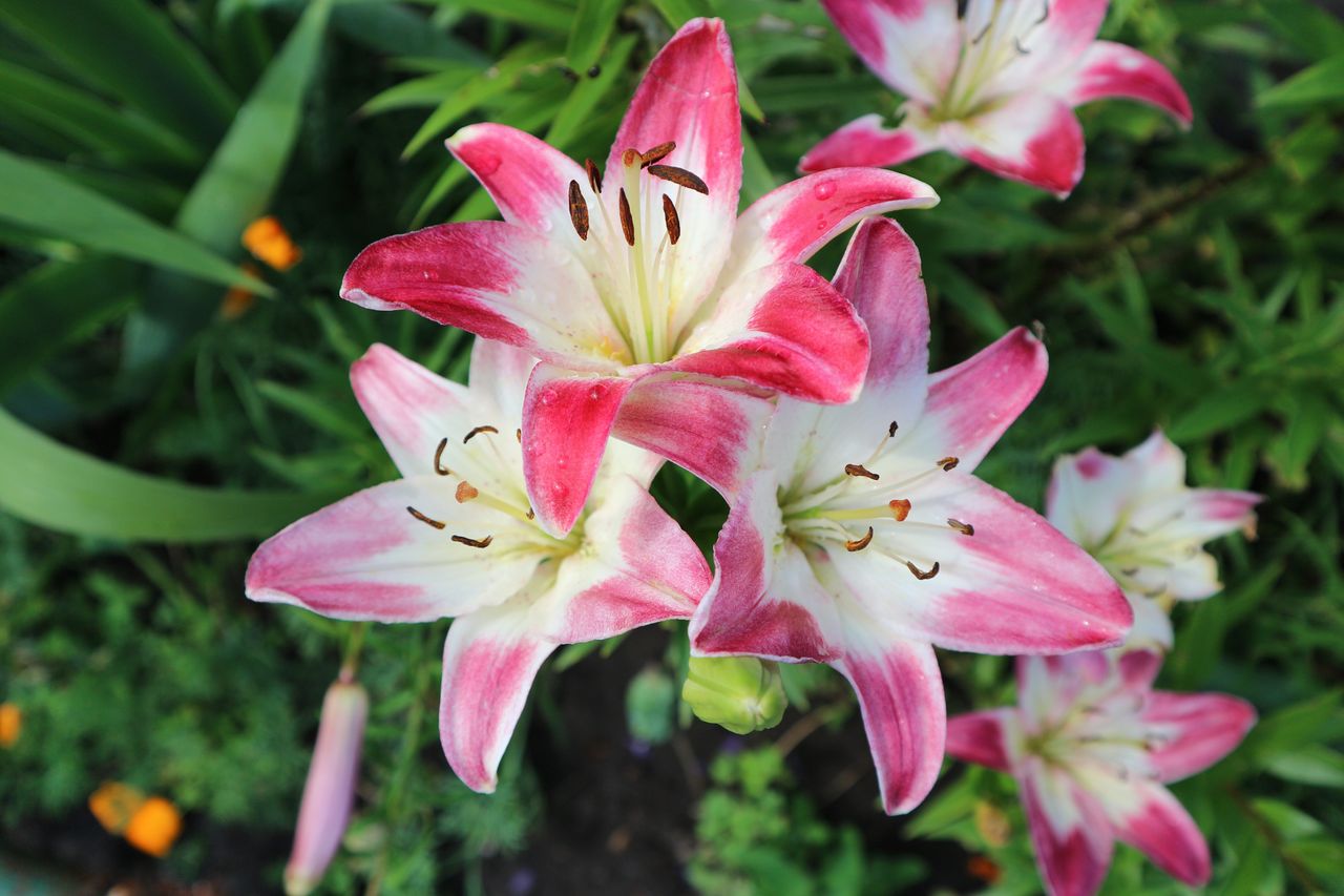 Lilies will bloom a second time. It's important to perform one simple procedure.