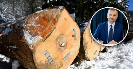 Sprzedaż drewna pod lupą. Będą kontrole. "Oszuści powinni zacząć się bać"