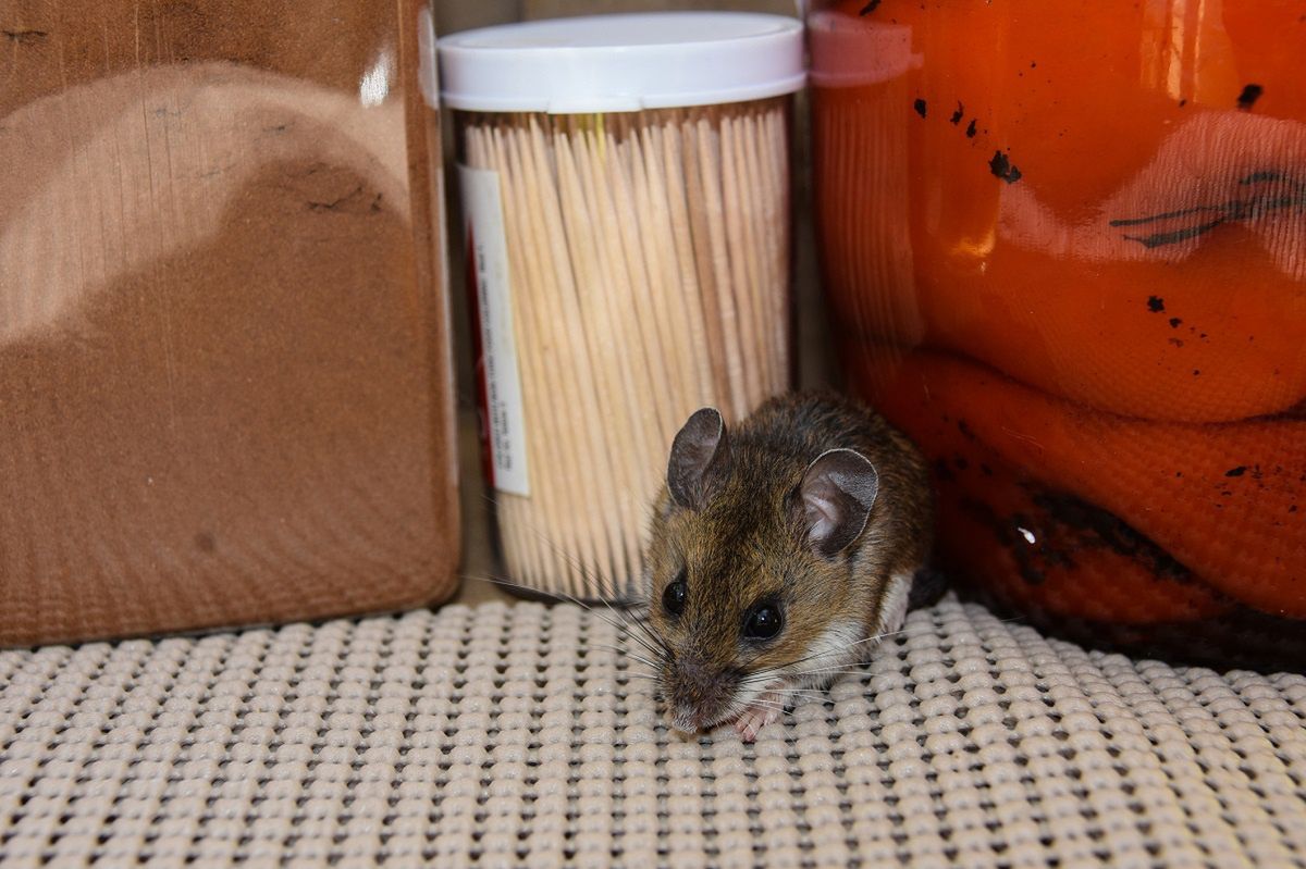 Deter mice naturally with this surprising household item