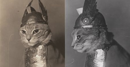 Kocia walkiria sprzed prawie 100 lat podbija serca internautów. Poznajcie Brunhildę