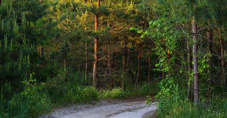 Myślisz, że dobrze znasz las? Sprawdź się w trudnym quizie