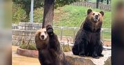 Turystka pomachała. Reakcja niedźwiedzia to prawdziwy hit