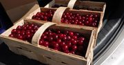 Wielki niedobór wiśni. Brakuje owoców, ale chętnych już nie. Mimo cen
