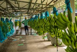 Przez wojnę w Ukrainie gniją tony bananów w Ekwadorze