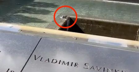 Skoczył do basenu na terenie pomniku pamięci 9.11. Przeżył, ale został aresztowany