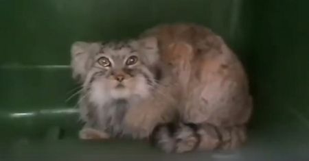 Zwierzę uciekło z zoo w Poznaniu. Koniec poszukiwań
