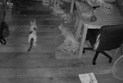 Pyton zaatakował trzy koty w domu. Przerażający moment nagrała kamera monitoringu