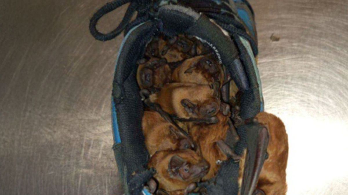 Warszawa: Nietoperze "zamieszkały" w bucie 