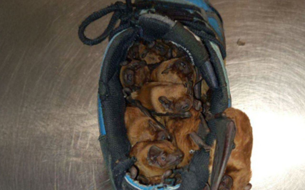 Zostawił buty na balkonie. One spały w środku. Zdjęcie z Warszawy