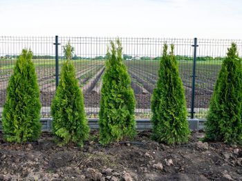 Co ile sadzić tuje? Wiele osób popełnia ten błąd