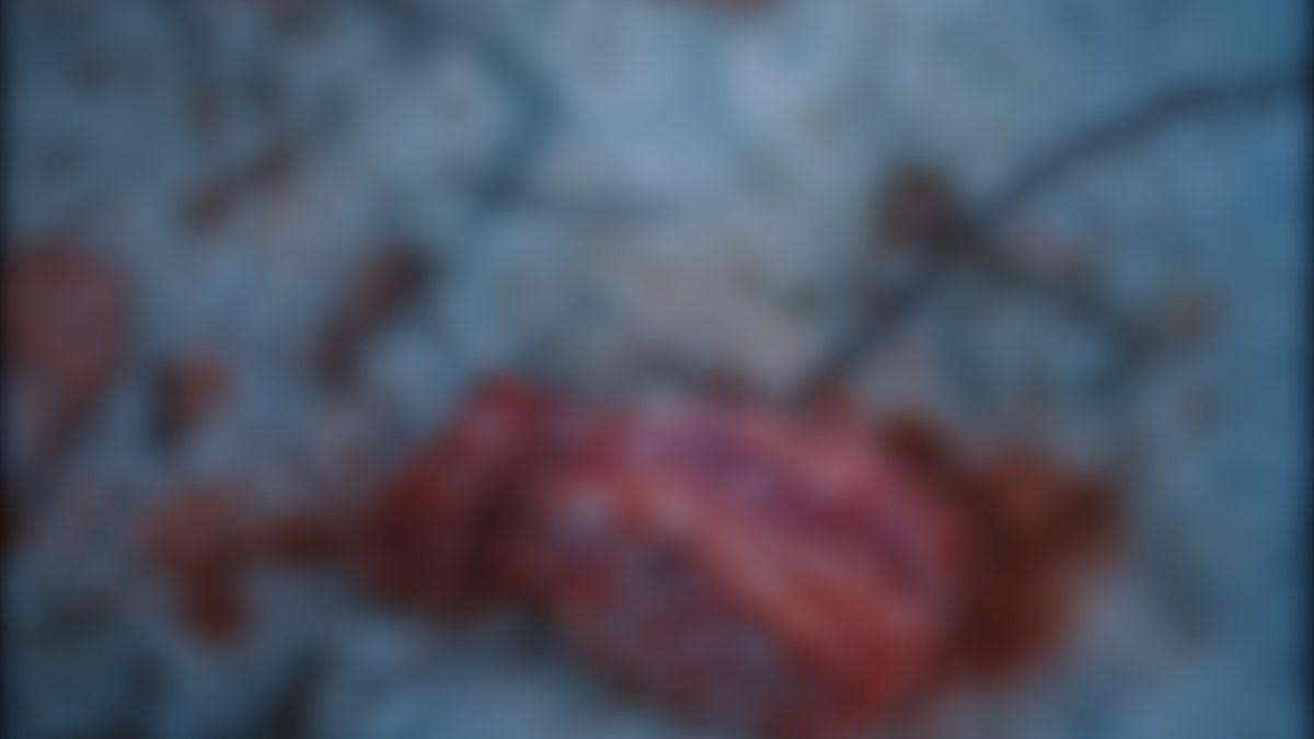 Znaleziono 130 kg mięsa w lesie.