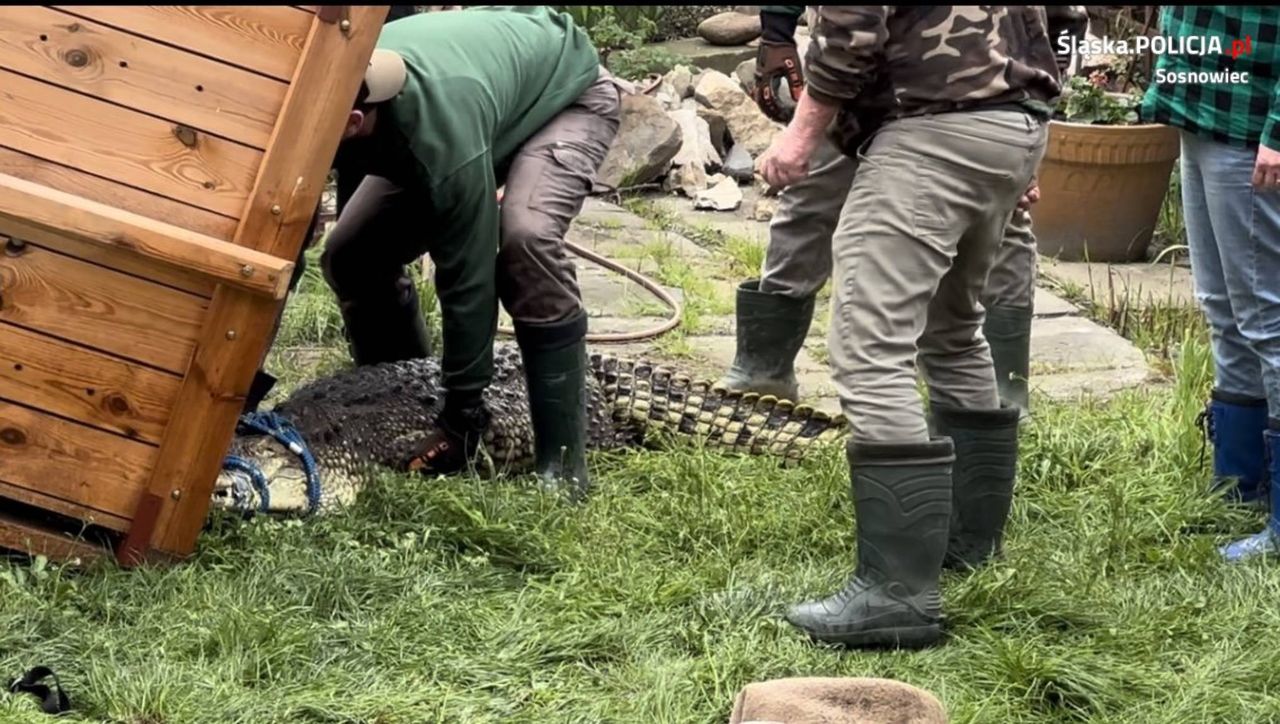 Trzymał w domu krokodyla nilowego. Zwierzę trafiło do zoo w Poznaniu