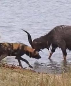 Chroniła się przed likaonami. Krokodyle tylko na to czekały