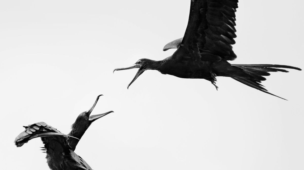 Najlepsze zdjęcia ptaków w Audubon Photo Contest 2016 3