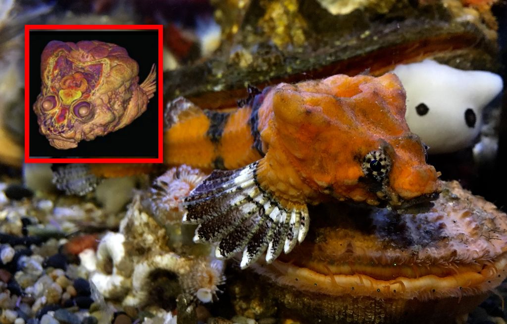 Ryba z dziurą w głowie. Nie jest tam przypadkowo