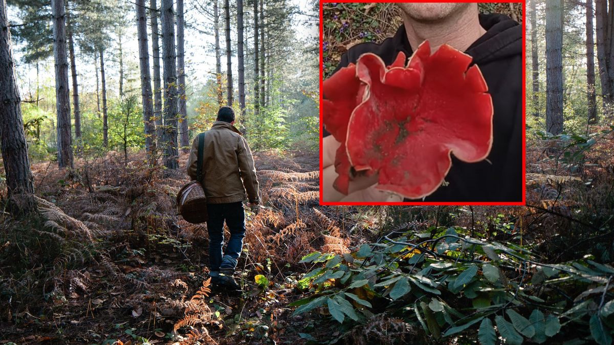 Znalazł "prawdziwego giganta"