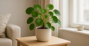 Pilea Peperomioides. Sekret popularności "rośliny szczęścia"