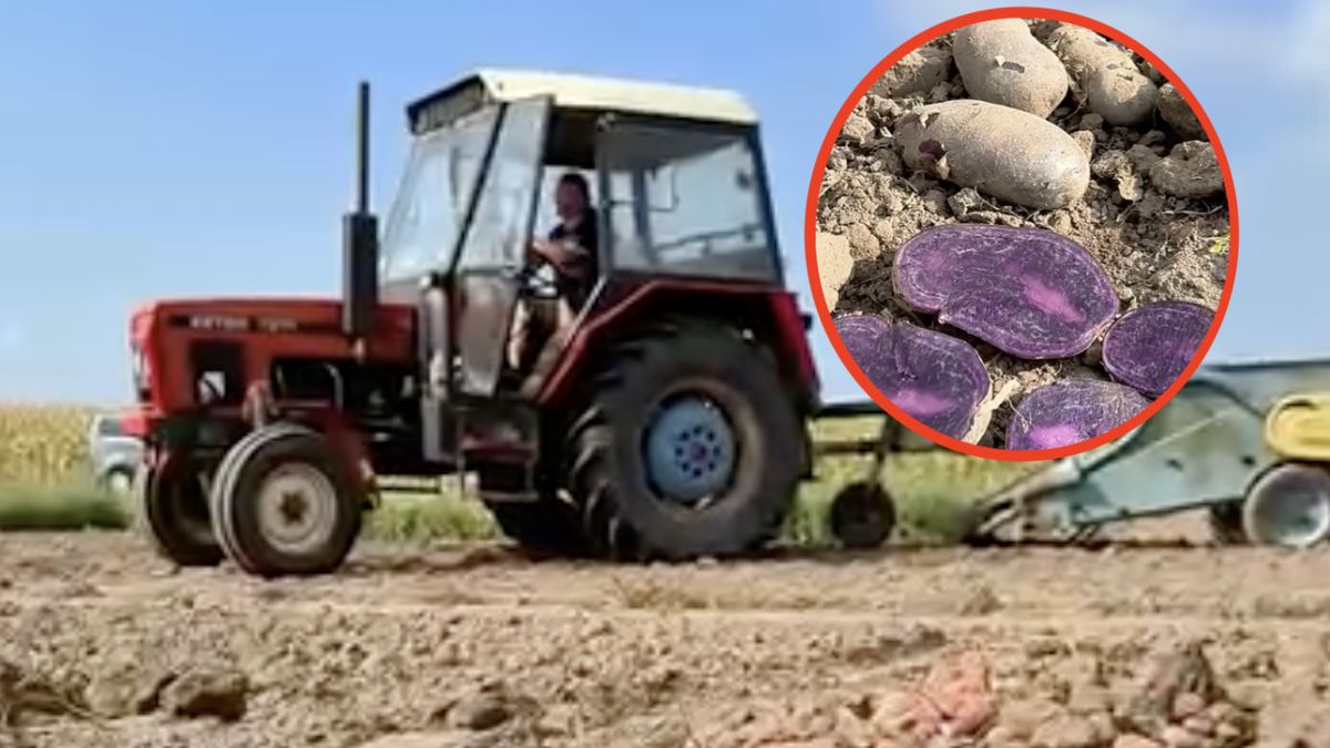 Wykopki kolorowych ziemniaków na uniwersyteckim polu