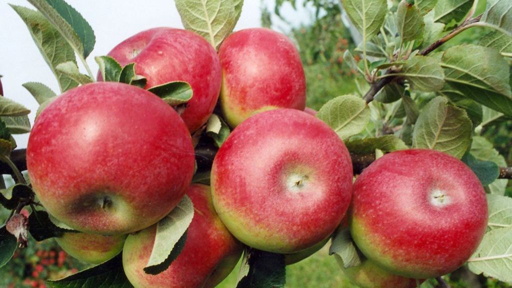 Appol w sektorze spożywczym działa od 30 lat.