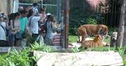 Wrocław: Wielka impreza urodzinowa tygrysów w Zoo