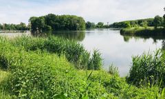 Raszyn. Rezerwat przyrody ma trafić w ręce dewelopera. Zieloni bronią perkozów i łątek