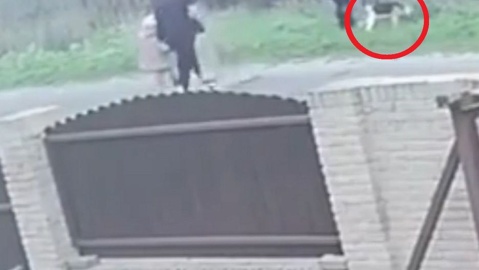 Przywiązała psa do ogrodzenia. Tłumaczyła, że dziecko się go bało