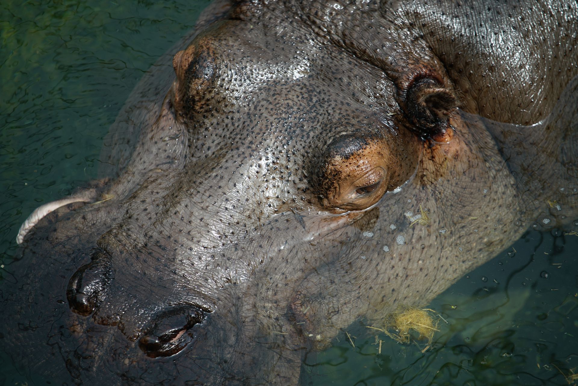 Sony FE 70–200 mm f/2.8 GM OSS - zdjęcia przykładowe z ZOO w Berlinie 18