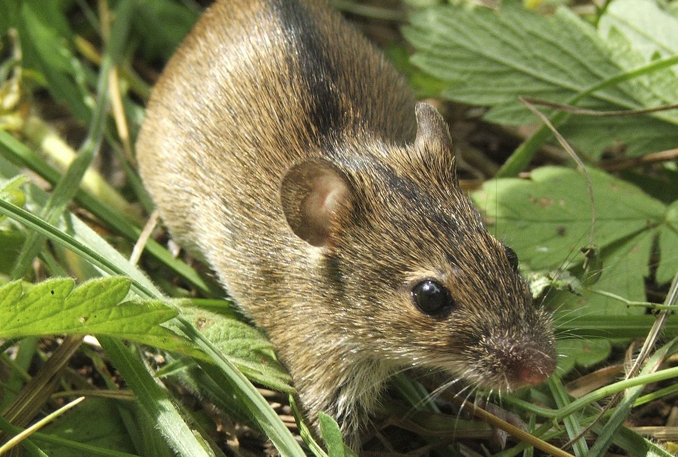 Myszy polne to powszechne szkodniki upraw