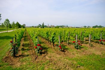 Przy krzewach winorośli kwitną róże. Czy wiecie, dlaczego sadzi się je w winnicach?