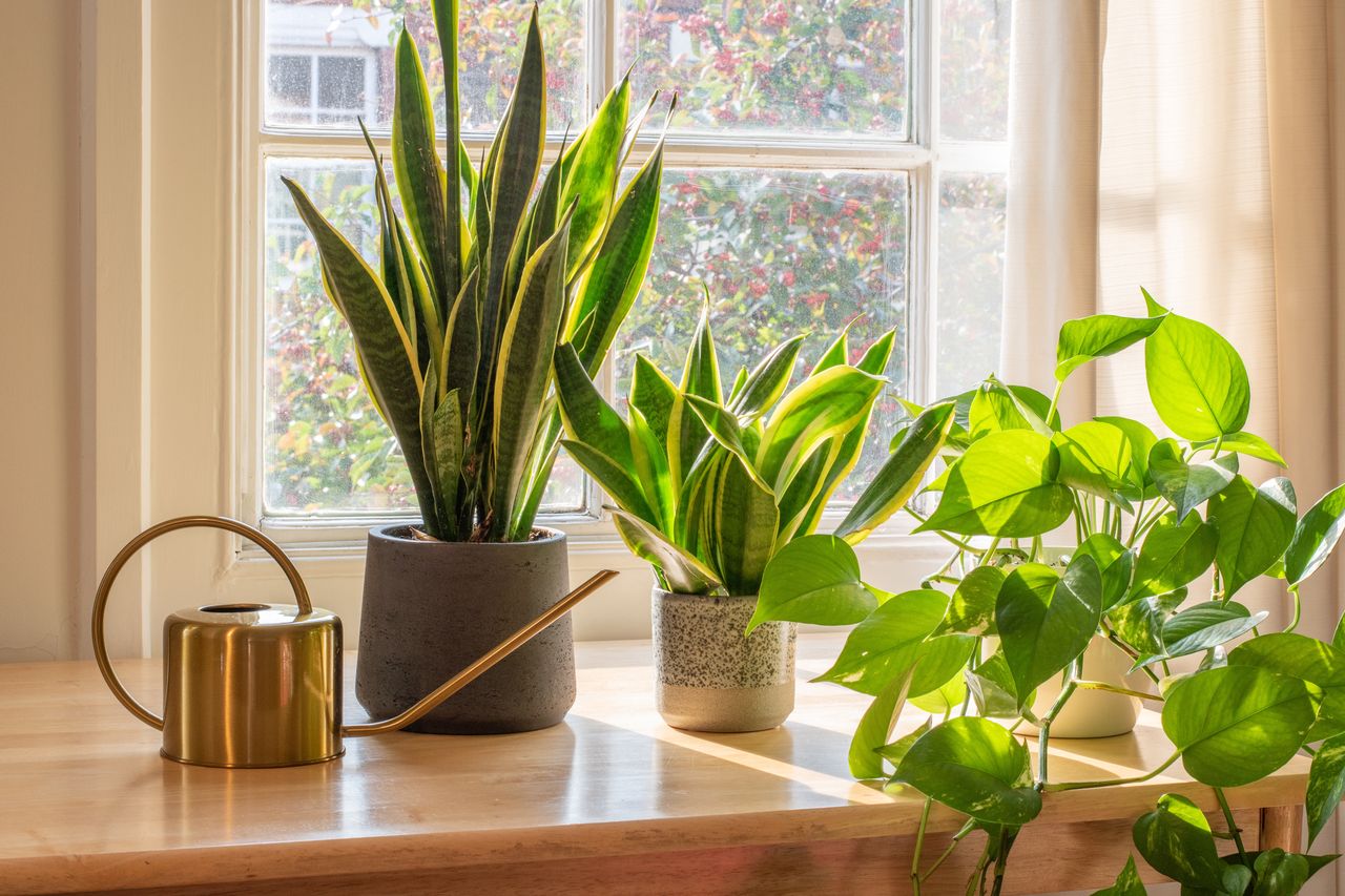 Houseplants that boost air quality during heating season