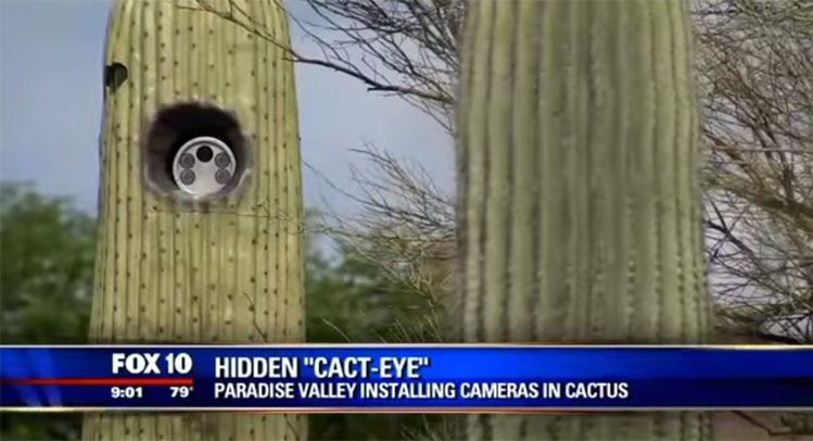 Kamery w amerykańskich kaktusach