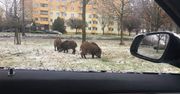 Lubuskie. Stada dzików czują się coraz pewniej w mieście