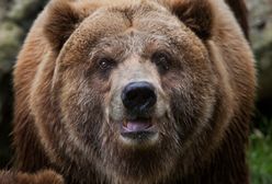USA: grizzly powróciło na listę zagrożonych gatunków zwierząt