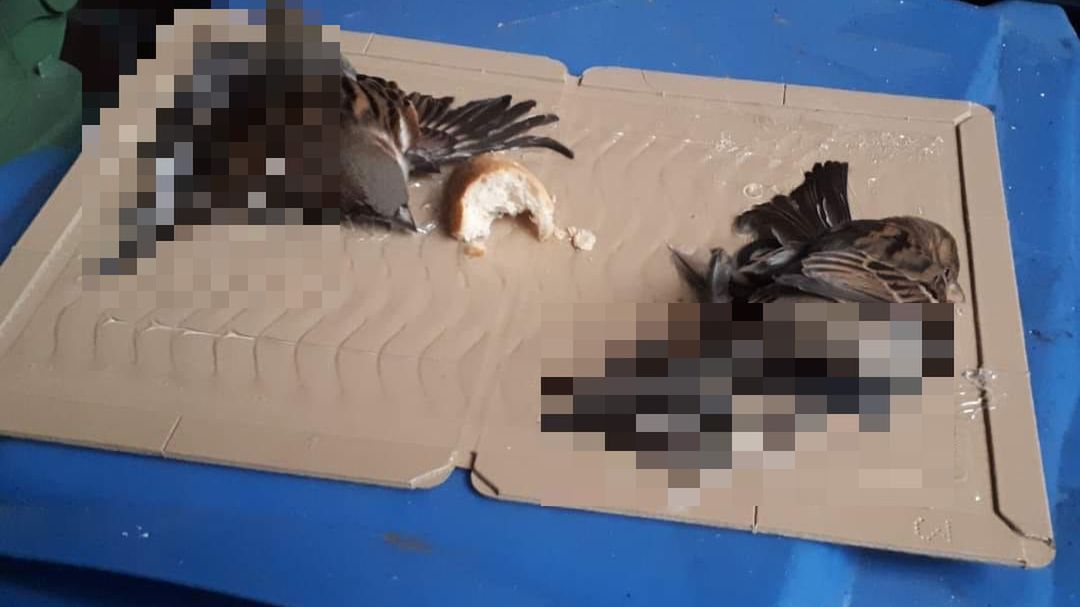 Wróble przykleiły się do pułapki. Umierały w męczarniach